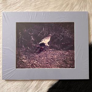 Vintage Alaska Willow Ptarmigan Photo in Matte, Mint/Sealed